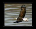 Eagle mod for 8x101.jpg